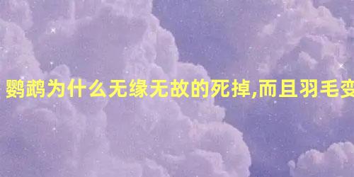 鹦鹉为什么无缘无故的死掉,而且羽毛变少