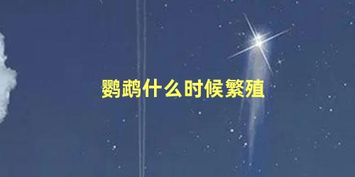 鹦鹉什么时候繁殖