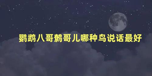 鹦鹉八哥鹩哥儿哪种鸟说话最好