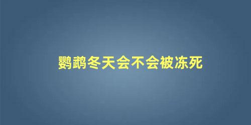 鹦鹉冬天会不会被冻死