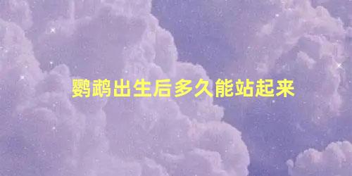 鹦鹉出生后多久能站起来