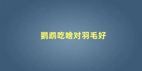 鹦鹉吃啥对羽毛好