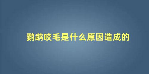 鹦鹉咬毛是什么原因造成的