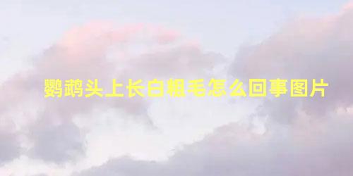 鹦鹉头上长白粗毛怎么回事图片