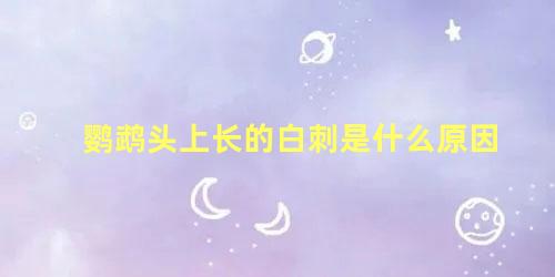 鹦鹉头上长的白刺是什么原因