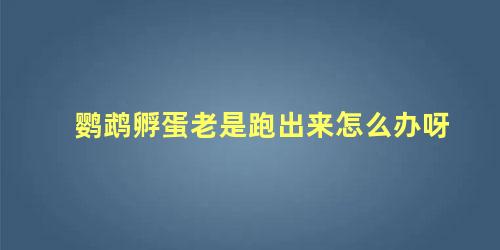 鹦鹉孵蛋老是跑出来怎么办呀