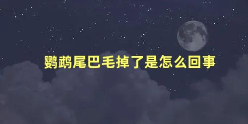鹦鹉尾巴毛掉了是怎么回事