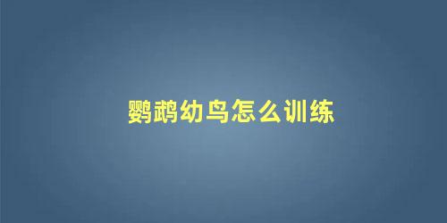 鹦鹉幼鸟怎么训练