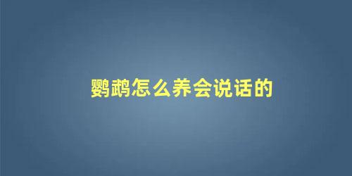 鹦鹉怎么养会说话的