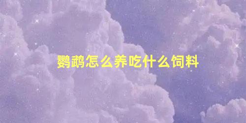 鹦鹉怎么养吃什么饲料