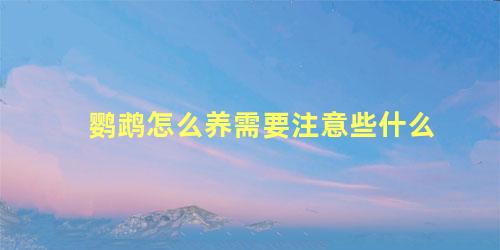 鹦鹉怎么养需要注意些什么