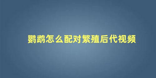 鹦鹉怎么配对繁殖后代视频