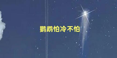 鹦鹉怕冷不怕