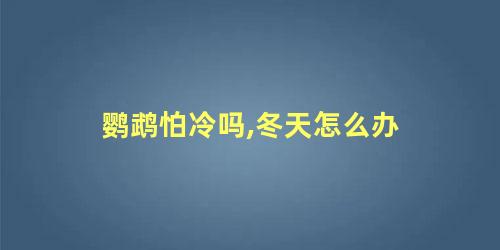 鹦鹉怕冷吗,冬天怎么办