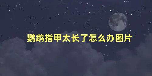 鹦鹉指甲太长了怎么办图片