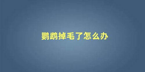 鹦鹉掉毛了怎么办