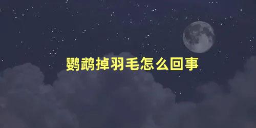 鹦鹉掉羽毛怎么回事