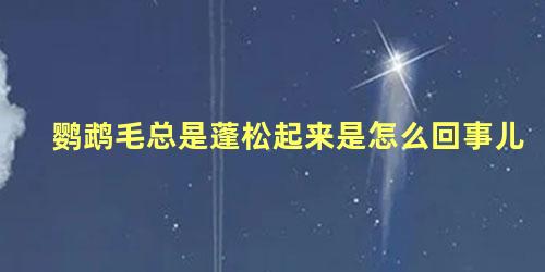 鹦鹉毛总是蓬松起来是怎么回事儿