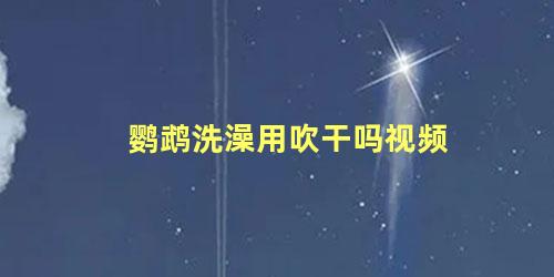 鹦鹉洗澡用吹干吗视频