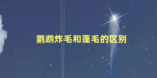 鹦鹉炸毛和蓬毛的区别