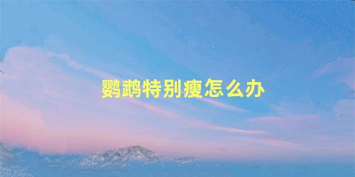 鹦鹉特别瘦怎么办