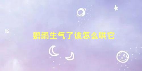 鹦鹉生气了该怎么哄它