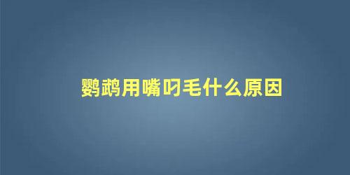 鹦鹉用嘴叼毛什么原因