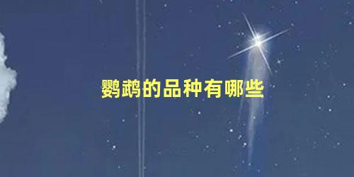 鹦鹉的品种有哪些