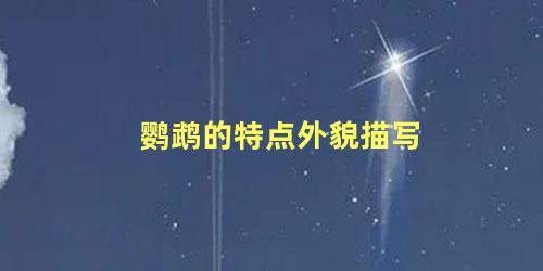 鹦鹉的特点外貌描写