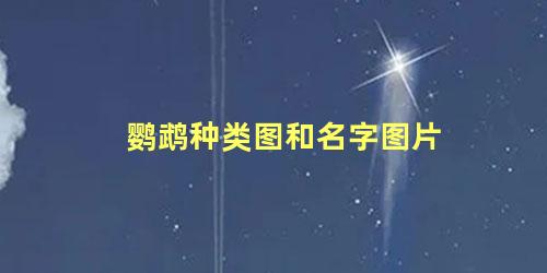鹦鹉种类图和名字图片