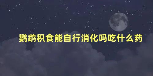 鹦鹉积食能自行消化吗吃什么药