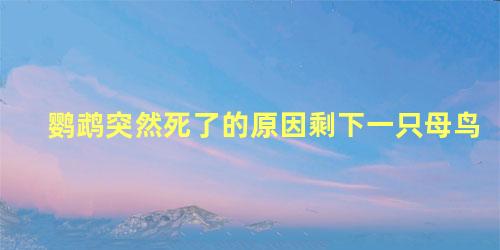 鹦鹉突然死了的原因剩下一只母鸟