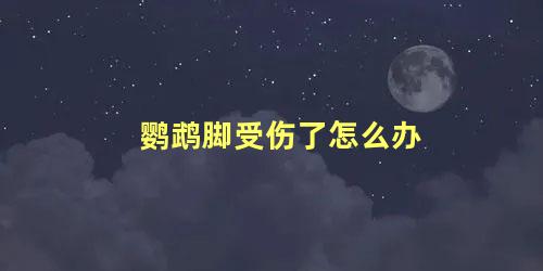 鹦鹉脚受伤了怎么办