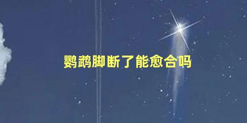 鹦鹉脚断了能愈合吗