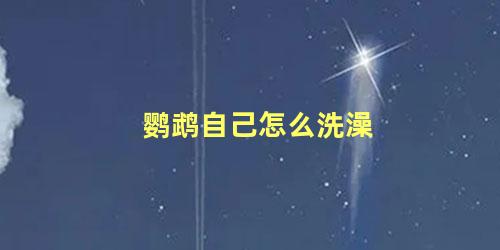鹦鹉自己怎么洗澡