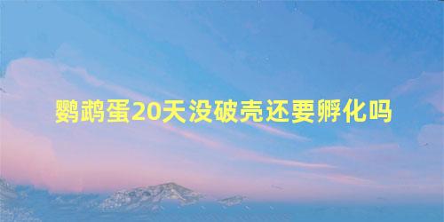 鹦鹉蛋20天没破壳还要孵化吗