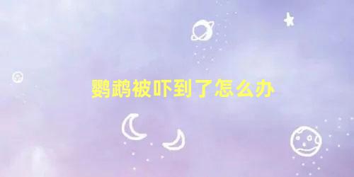 鹦鹉被吓到了怎么办