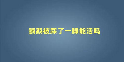 鹦鹉被踩了一脚能活吗