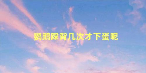 鹦鹉踩背几次才下蛋呢