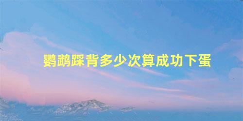 鹦鹉踩背多少次算成功下蛋