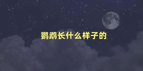 鹦鹉长什么样子的