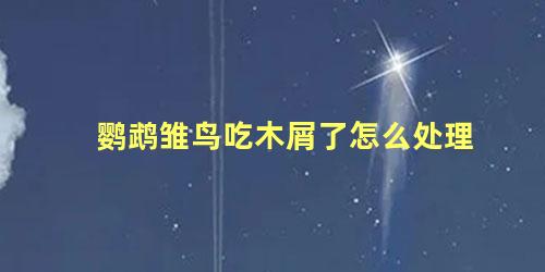 鹦鹉雏鸟吃木屑了怎么处理