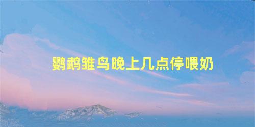鹦鹉雏鸟晚上几点停喂奶