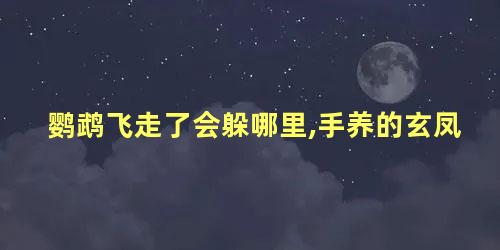 鹦鹉飞走了会躲哪里,手养的玄凤