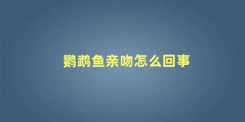 鹦鹉鱼亲吻怎么回事