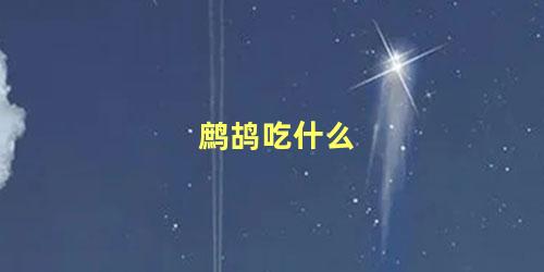 鹧鸪吃什么