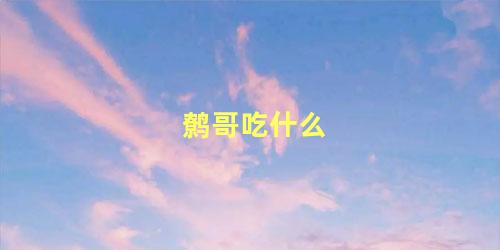 鹩哥吃什么