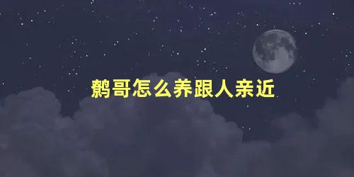 鹩哥怎么养跟人亲近