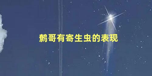 鹩哥有寄生虫的表现