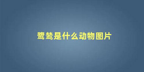 鹭鸶是什么动物图片